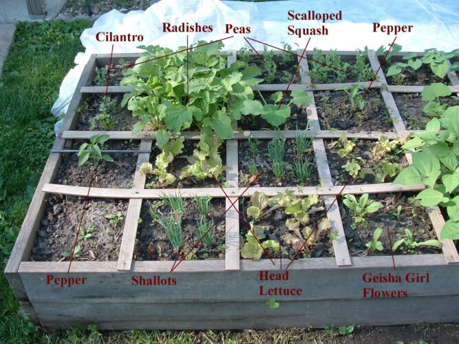 Small Vegetable Garden Layout Ideas: Square-Foot Gardening Guide